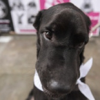 The Body Shop realiza ato contra testes em animais na Avenida Paulista