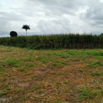 Secretaria de Agricultura de Porto Alegre do Norte realizou o curso de Alternativas de alimentao para gado leiteiro na seca