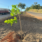 No Dia do Meio Ambiente, Prefeitura inicia plantio de ips em avenida de Barra do Garas