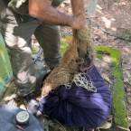Comando Especializado 3 Companhia Independente de Polcia Militar de Proteo Ambiental