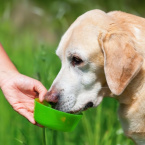 10 cuidados com os cachorros idosos durante os passeios