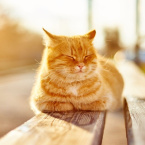 8 cuidados para o gato no sair de casa