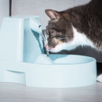 5 cuidados para quem tem ou pretende adotar um gato