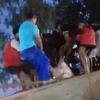 Carreta de suínos tomba e carga é saqueada na BR-070