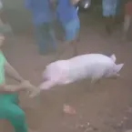 Carreta de suínos tomba e carga é saqueada na BR-070