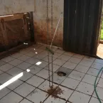 Frigorífico clandestino em MT