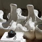 Dinossauro em exposição no Museu de Historia Natural de MT