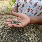 Mixurum dos Saberes Tradicionais das Quilombolas do �Mata Cavalo�.