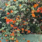 Mulheres negras em Primavera