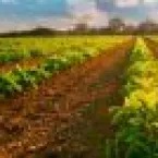 Planta daninha caruru muda a forma de cuidar da soja e herbicidas pr�-emergentes viram a chave