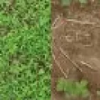 Planta daninha caruru muda a forma de cuidar da soja e herbicidas pr�-emergentes viram a chave