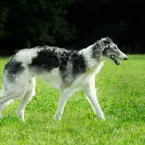 6 raças de cães magros e velozes que impressionam pela beleza