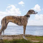 6 raças de cães magros e velozes que impressionam pela beleza