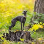 6 raças de cães magros e velozes que impressionam pela beleza