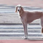 6 raças de cães magros e velozes que impressionam pela beleza