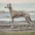 6 raças de cães magros e velozes que impressionam pela beleza