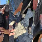 Homem preso por arrastar cachorro amarrado à moto em Sumaré