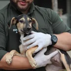 Saiba como adotar um pet de forma responsvel