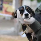 Saiba como adotar um pet de forma responsvel