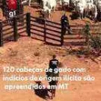 120 bois suspeitos de serem roubados são achados em fazenda em MT