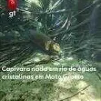 Vídeo: capivara é flagrada nadando em rio de águas cristalinas em MT