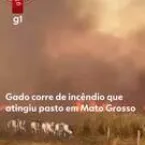 Inc�ndio de 4 dias em Jangada (MT) faz gado fugir