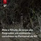 VÍDEO: Seca extrema reúne animais e onças em lagoas isoladas do Pantanal