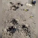 Ataque de on�a: imagens da rotina dos animais passar�o por per�cia