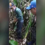 Ataque de on�a: imagens da rotina dos animais passar�o por per�cia