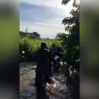 Ataque de on�a: imagens da rotina dos animais passar�o por per�cia