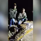 Ataque de on�a: imagens da rotina dos animais passar�o por per�cia