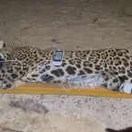 Ataque de on�a: imagens da rotina dos animais passar�o por per�cia