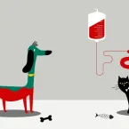 Entenda como � feita a transfus�o de sangue em animais