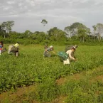 CMN reduz para R$ 200 mil limite de enquadramento no Proagro