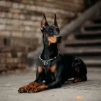 12 nomes fortes para cachorro