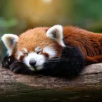 8 curiosidades incríveis sobre os pandas-vermelhos
