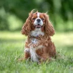 7 raas de cachorro mais tranquilos