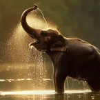 8 animais com o olfato poderoso