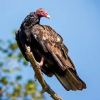 8 animais com o olfato poderoso