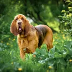 8 animais com o olfato poderoso