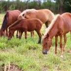8 animais com o olfato poderoso