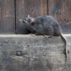 8 animais com o olfato poderoso