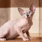 7 cuidados importantes com gatos sem pelos