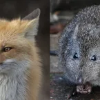 Raposa invade zoológico, mata e come animais em risco de extinção