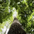 Países defendem fundo florestal com recursos carimbados para indígenas