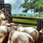 Os paradoxos da rastreabilidade na cadeia da pecu�ria de corte