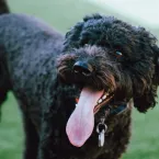 7 raas de cachorro francesas