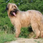 7 raas de cachorro francesas