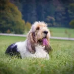 7 raas de cachorro francesas