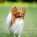 7 raas de cachorro francesas